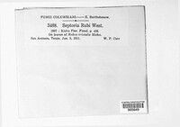 Mycosphaerella rubi image